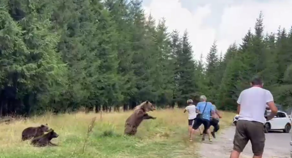 VIDEO. O ursoaică cu trei pui s-a repezit la turiștii care s-au apropiat de ea ca să-i facă poze, pe Transfăgărășan