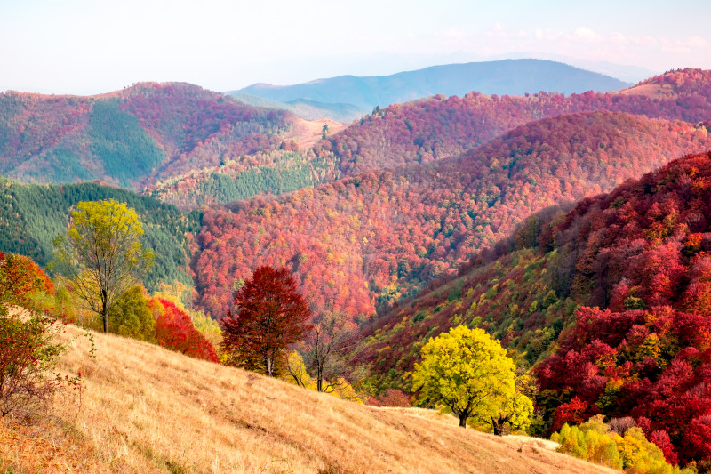 Rezervația naturală Cindrel, Pălținiș, România. Foto Shutterstock