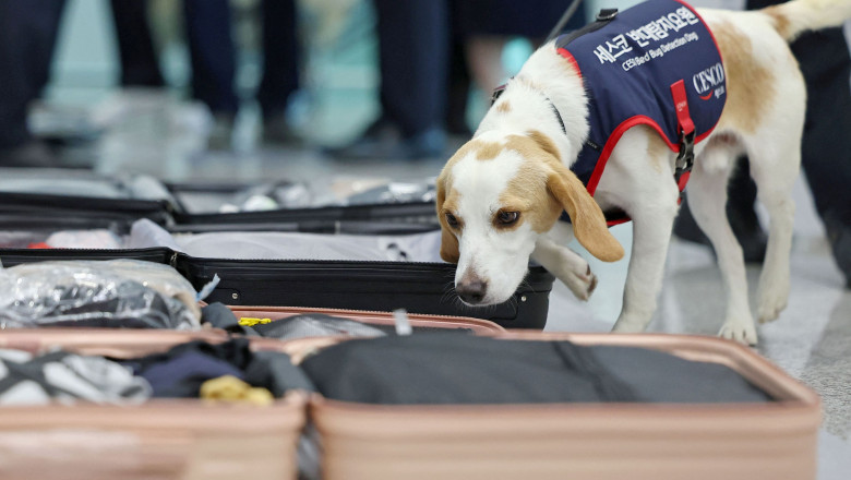 un căine verifică bagaje pe aeroport