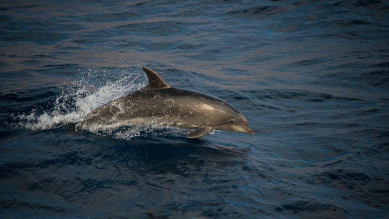 Un delfin singuratic și, probabil, frustrat sexual pare să fie în spatele unei creșteri a numărului de atacurilor asupra oamenilor dintr-un oraș japonez