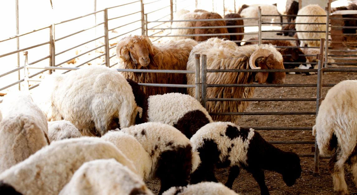 „O catastrofă”: Aproape 1.200 de ferme afectate în Belgia din cauza unei boli care se răspândește în rândul oilor, vacilor și caprelor