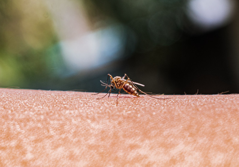 Anopheles Mosquito Bites, Tehatta, India - 24 Feb 2023