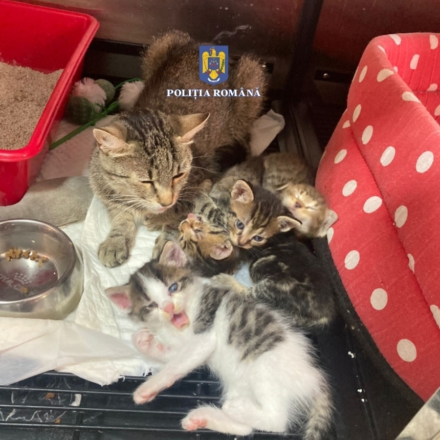 O femeie a fost amendată cu 12.000 de lei după ce a abandonat pe stradă o pisică cu patru pui