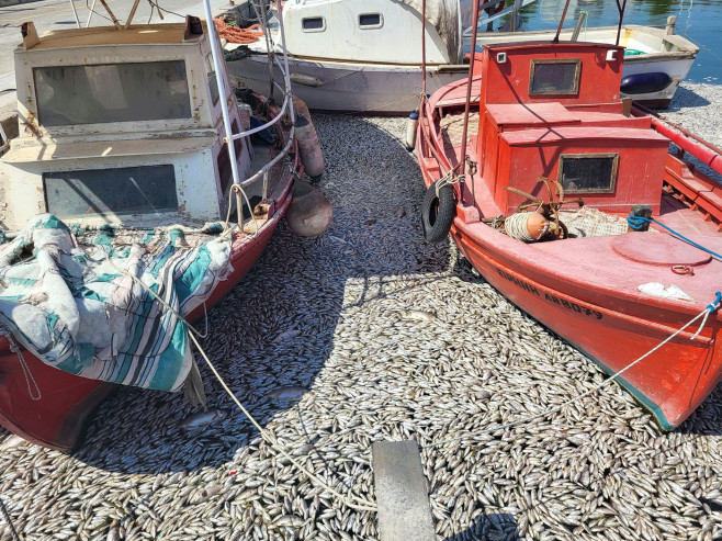 Dead Fish Wash Up At The Shores Of Volos City, Greece - 27 Aug 2024