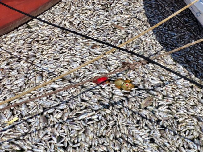 Dead Fish Wash Up At The Shores Of Volos City, Greece - 27 Aug 2024