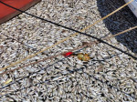 Dead Fish Wash Up At The Shores Of Volos City, Greece - 27 Aug 2024