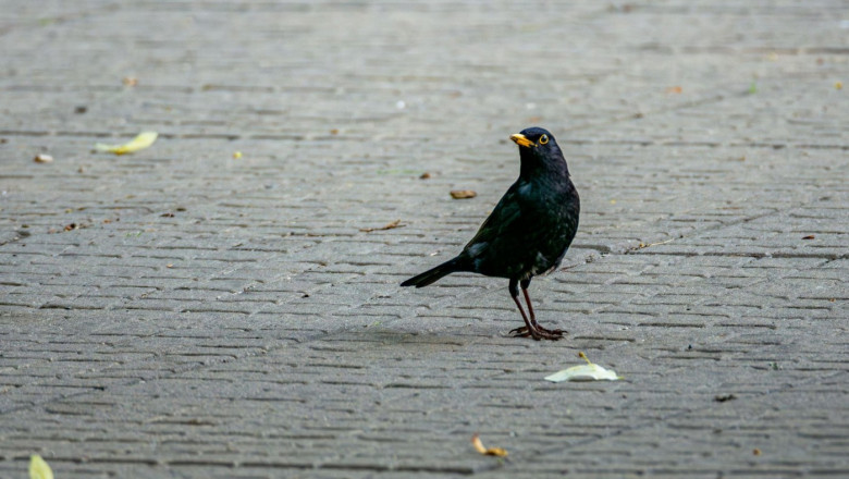 Eurasian Blackbird on a Concrete Path