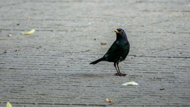 Eurasian Blackbird on a Concrete Path