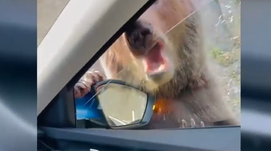 Momentul în care un urs atacă o mașină pe Transfăgărășan. Animalul mușcă geamul unui pasager