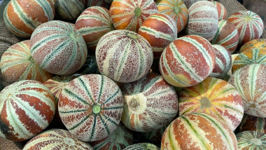 Kajari melon, pepenele aclimatizat la Buzău. Foto: Shutterstock