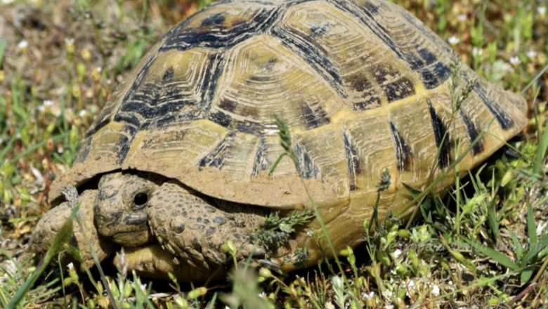 Testudo graeca, țestoasa dobrogeană. Foto: descoperadeltadunarii.ro