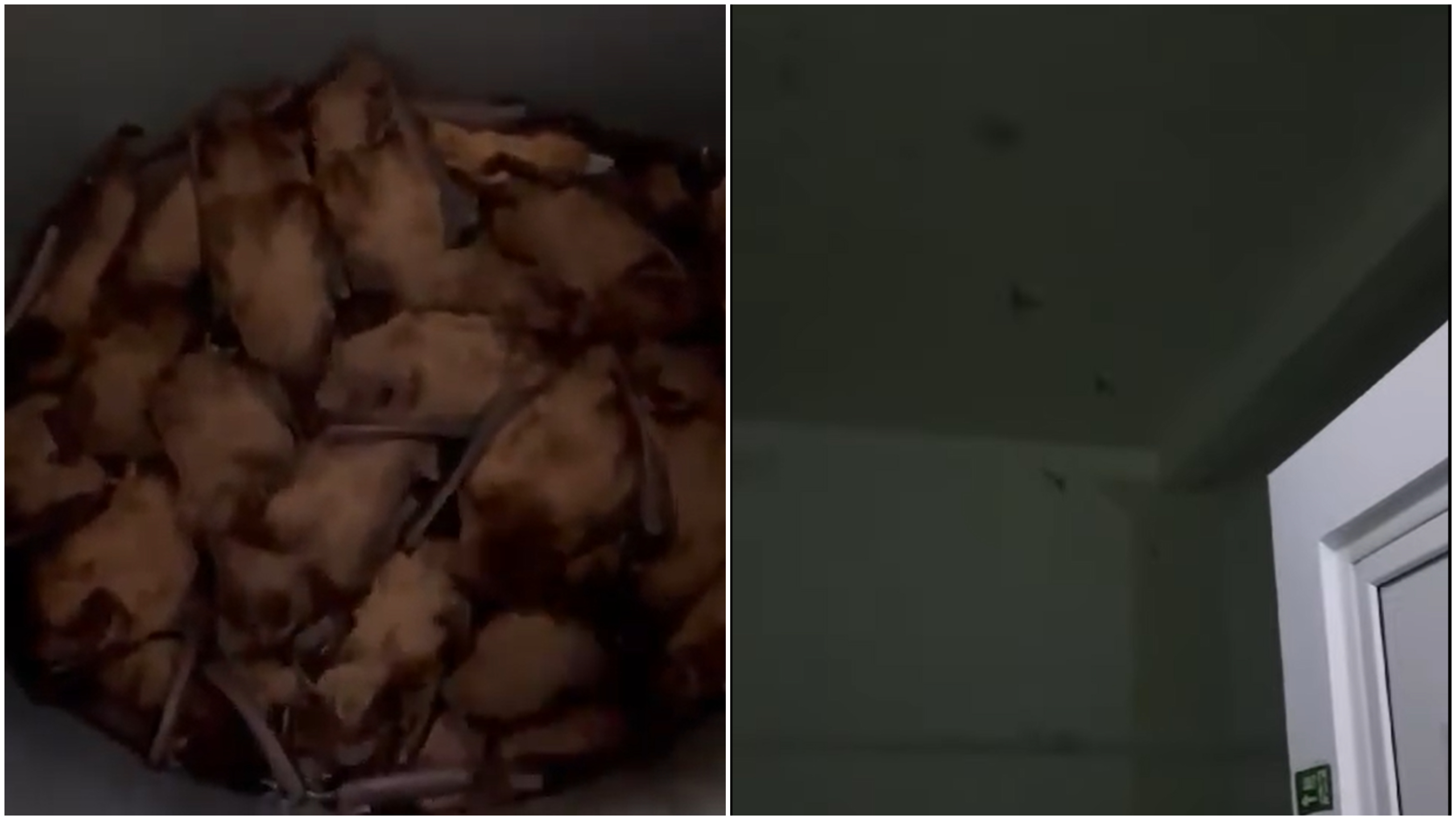Sute de lilieci au invadat Secția de Cardiologie a Spitalului Județean Iași. Ministrul Sănătății: „Înseamnă că locuiau acolo”