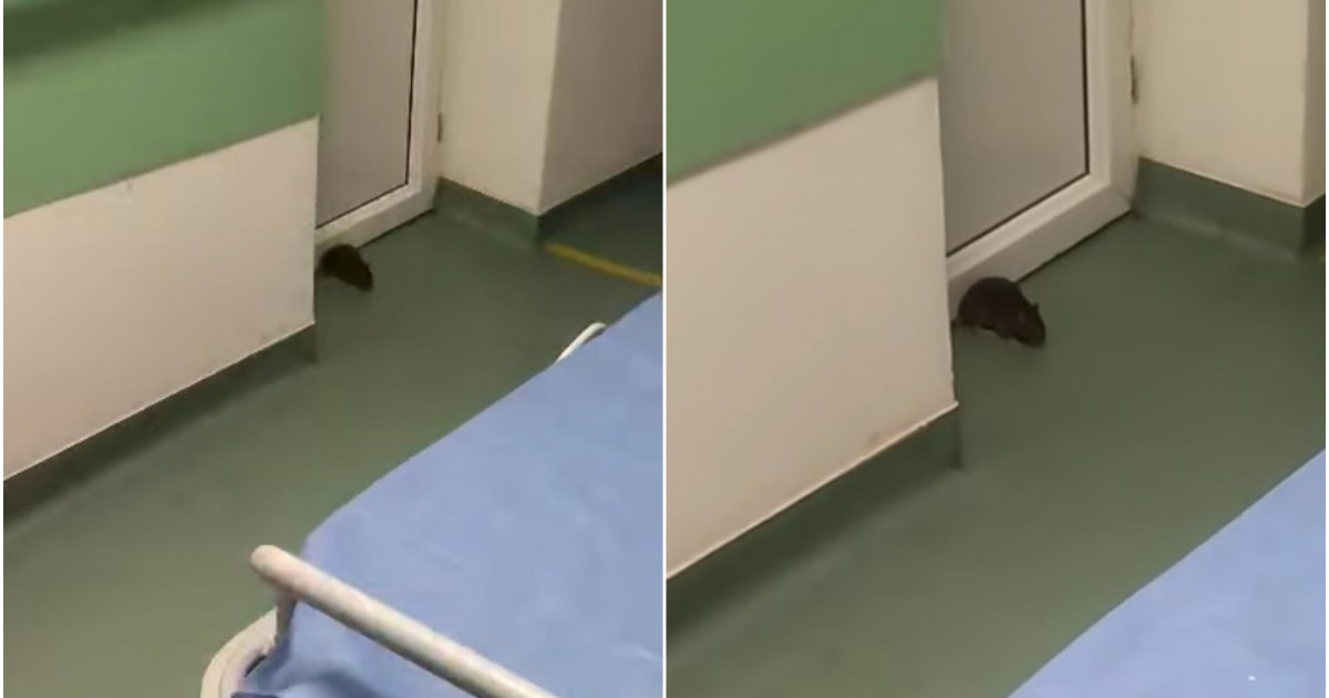 Imagini care dau fiori surprinse într-un spital din Timiș. Un șobolan a fost filmat chiar pe holul secției de Chirurgie