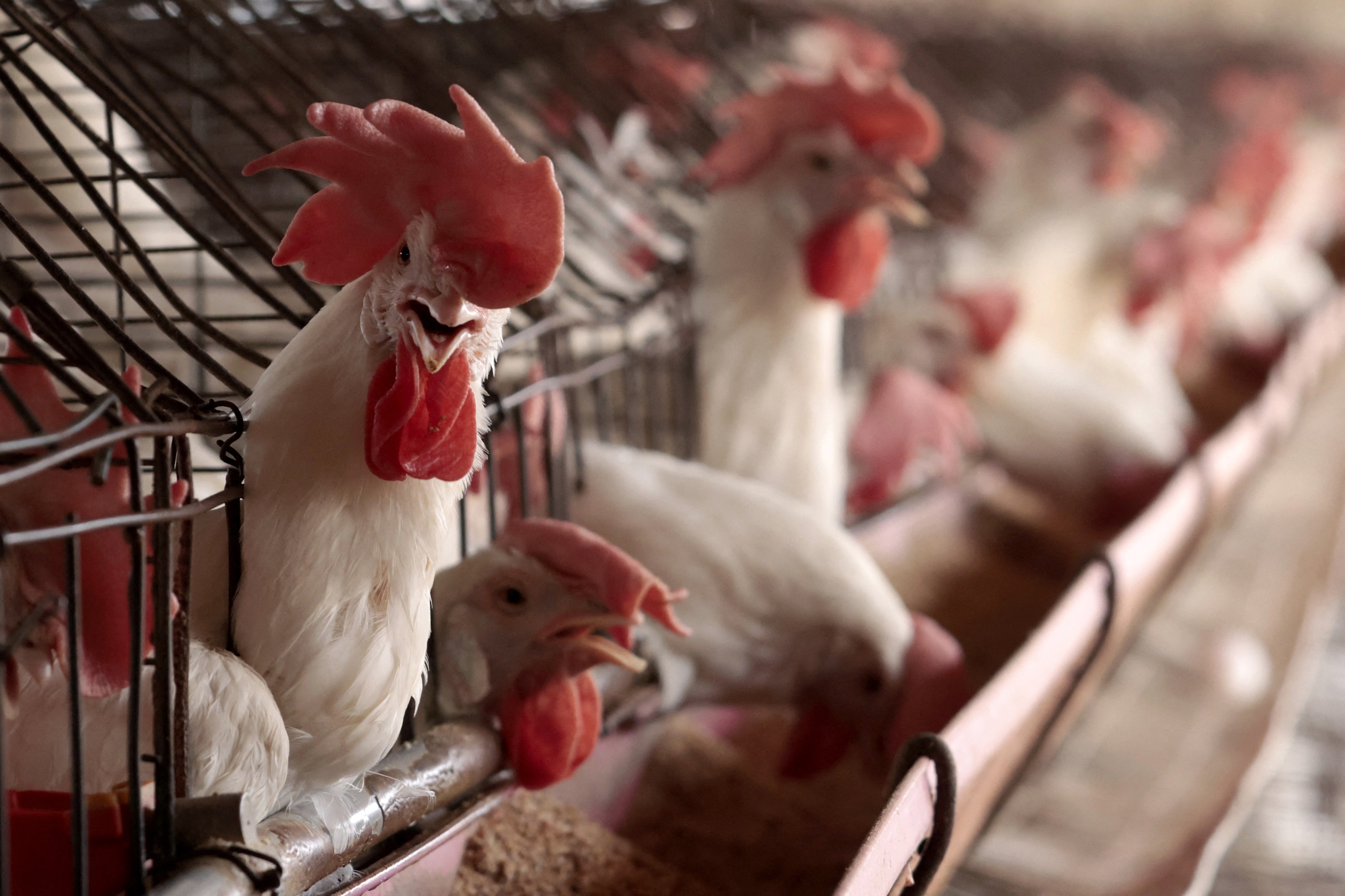 Alertă sanitară în SUA. Autoritățile au confirmat primul caz de gripă aviară la om, fără contact cu animalele