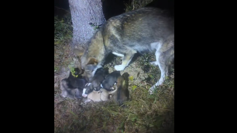 Jandarmii montani au reunit puii de mama lor FOTO Captură Facebook / Jandarmeria Bistrita