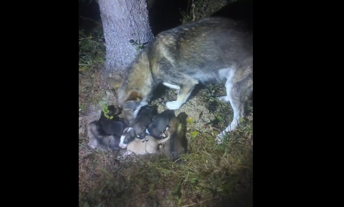Șase cățeluși au fost găsiți abandonați într-un sac atârnat de un copac. Puii au fost salvați de jandarmii montani