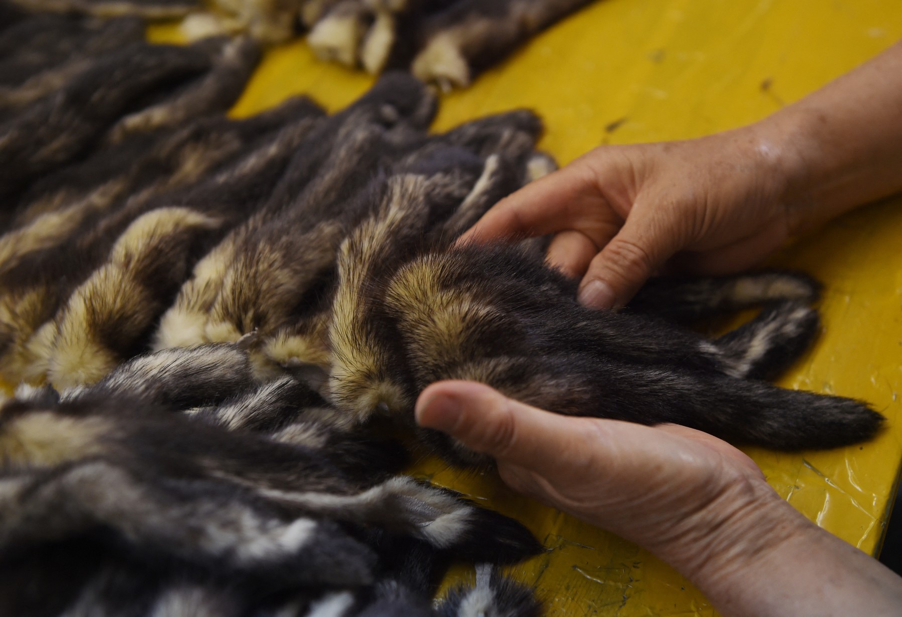 Fermele de animale pentru blănuri ar putea declanșa următoarea pandemie
