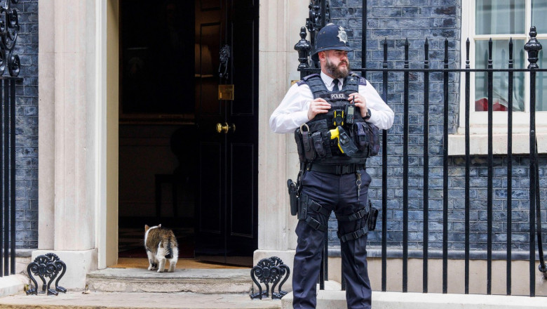 Pisica Larry, de la Downing Street 10. Foto: Profimedia Images