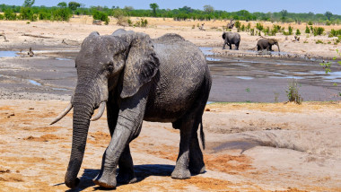 Zimbabwe, Matabeleland North, province, Hwange national park, wild African elephants (Loxodonta africana) at a water point