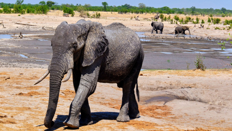 Zimbabwe, Matabeleland North, province, Hwange national park, wild African elephants (Loxodonta africana) at a water point