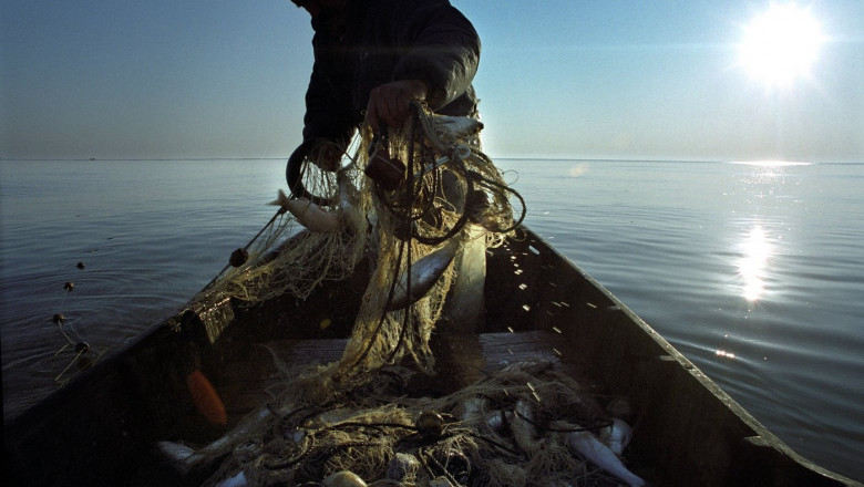 Herring fishing Sfantu Gheorghe