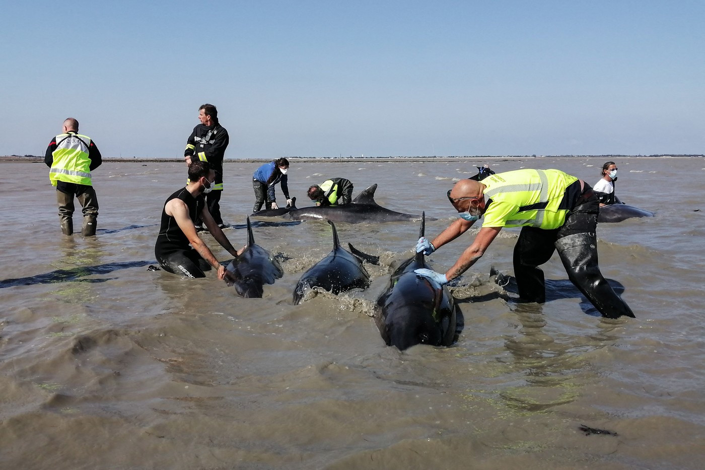 Vastă operaţiune de salvare a unor delfini eşuaţi pe o plajă din Franța