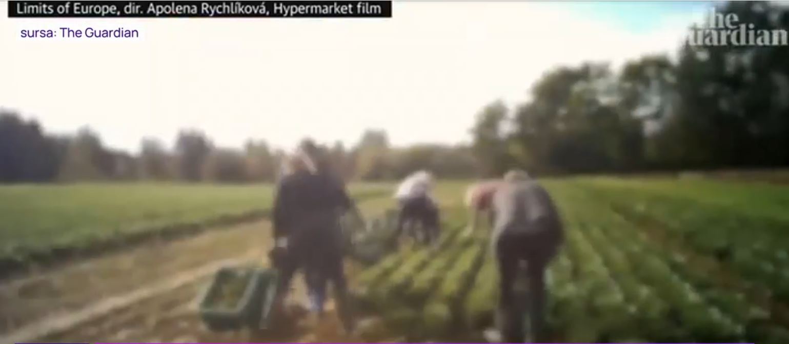 VIDEO Salarii mici și ore nesfârșite de lucru în condiții extreme. Cum arată o zi din viața muncitorilor de la ferme în Germania