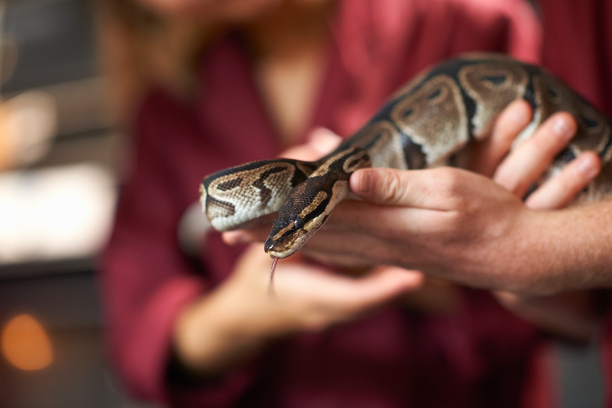 O femeie din Thailanda a fost atacată de un piton în timp ce era în casă și a fost salvată după două ore