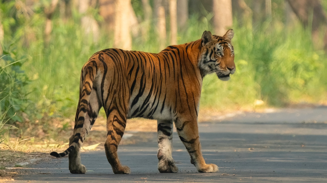 Autorităţile din sudul Texasului sunt în alertă, după ce un tigru a evadat de la o grădină zoologică din Mexic