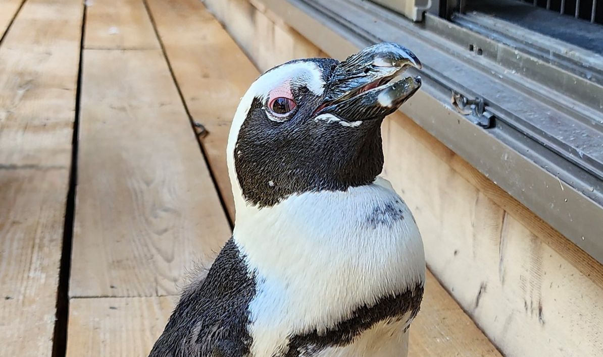 Isprava unui pinguin fugar din Japonia: a supraviețuit două săptămâni singur pe mare, deși a fost născut și crescut în captivitate