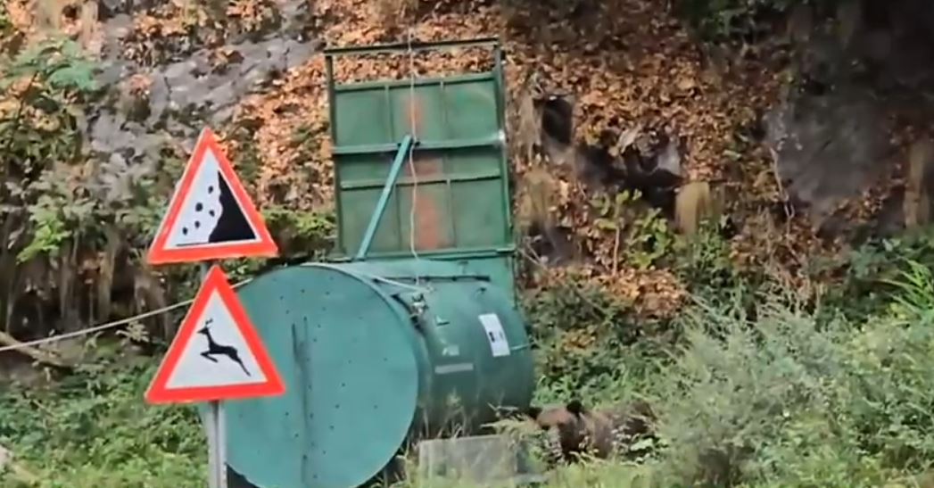 Inconștiență pe Transfăgărășan: Un bărbat cu un copil în brațe s-a apropiat de urs și i-a înjurat pe pădurari că nu a putut face poze