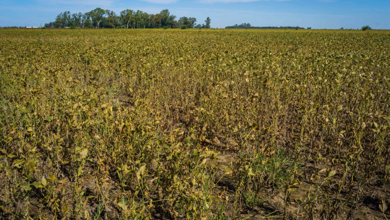 Soybean and corn fields in Firmat, Argentina - 26 Mar 2024