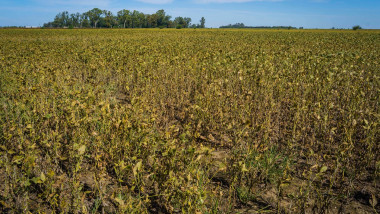 Soybean and corn fields in Firmat, Argentina - 26 Mar 2024