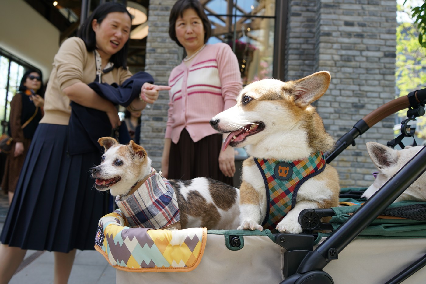 Chinezii preferă să crească animale de companie în loc de copii, o problemă care dă dureri de cap la Beijing