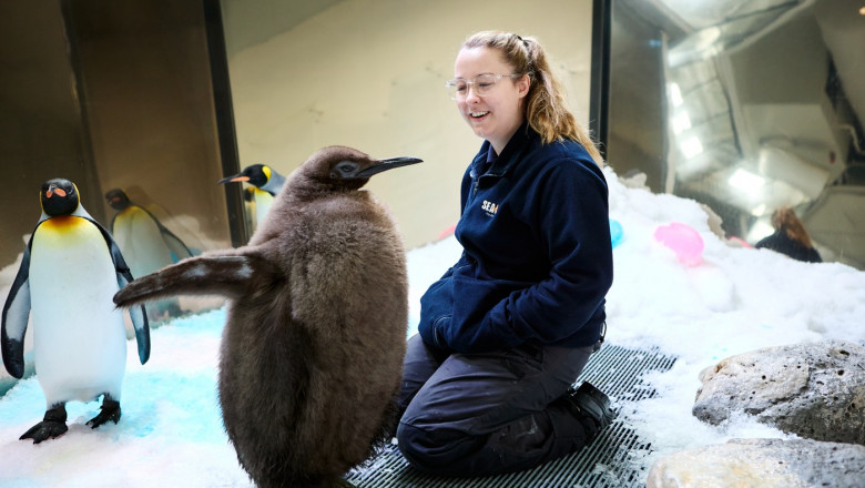 Big Baby! Penguin Chick Goes Viral After Outweighing His Parents Demolishing 25 Fish A Day