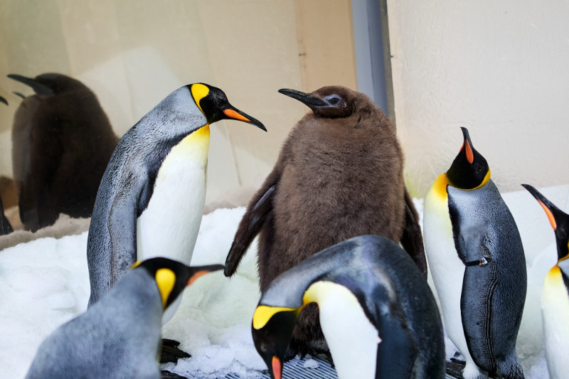 Big Baby! Penguin Chick Goes Viral After Outweighing His Parents Demolishing 25 Fish A Day