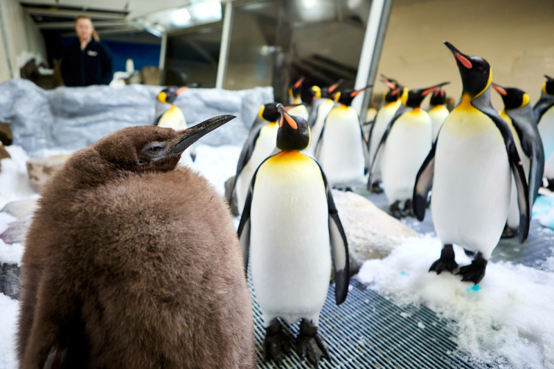 Big Baby! Penguin Chick Goes Viral After Outweighing His Parents Demolishing 25 Fish A Day