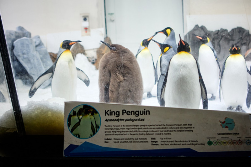 Big Baby! Penguin Chick Goes Viral After Outweighing His Parents Demolishing 25 Fish A Day