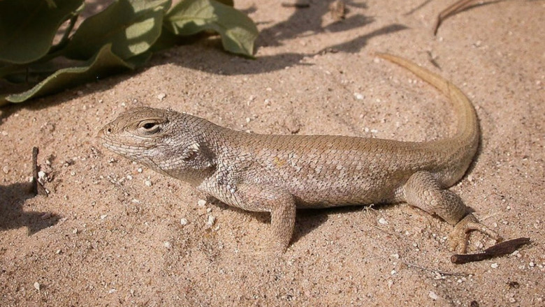 dunes sagebrush lizard