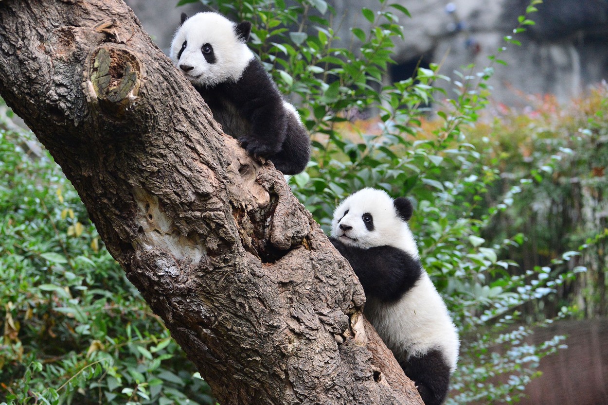 Finlanda anunță că e nevoită să-i returneze Chinei urșii panda din cauza inflației