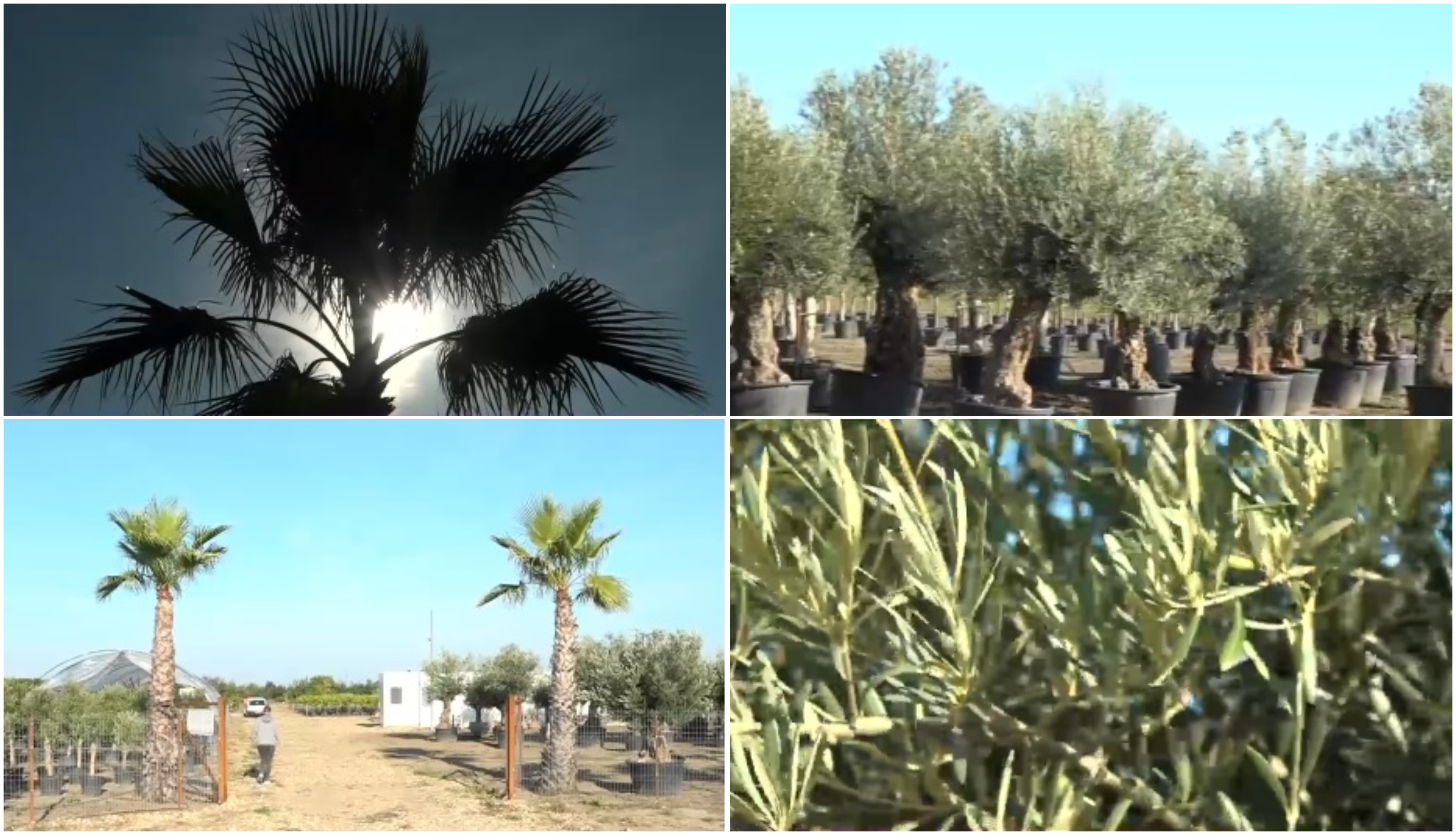 Palmieri și măslini cultivați în Bihor. Cum explică specialiștii adaptarea plantelor mediteraneene la clima României