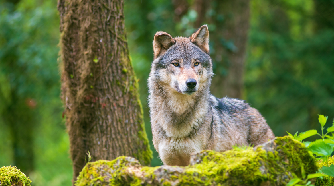 Uniunea Europeană dă undă verde uciderii lupilor. Măsura, luată la cererea crescătorilor de animale