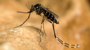 tantar west nile tigru shutterstock