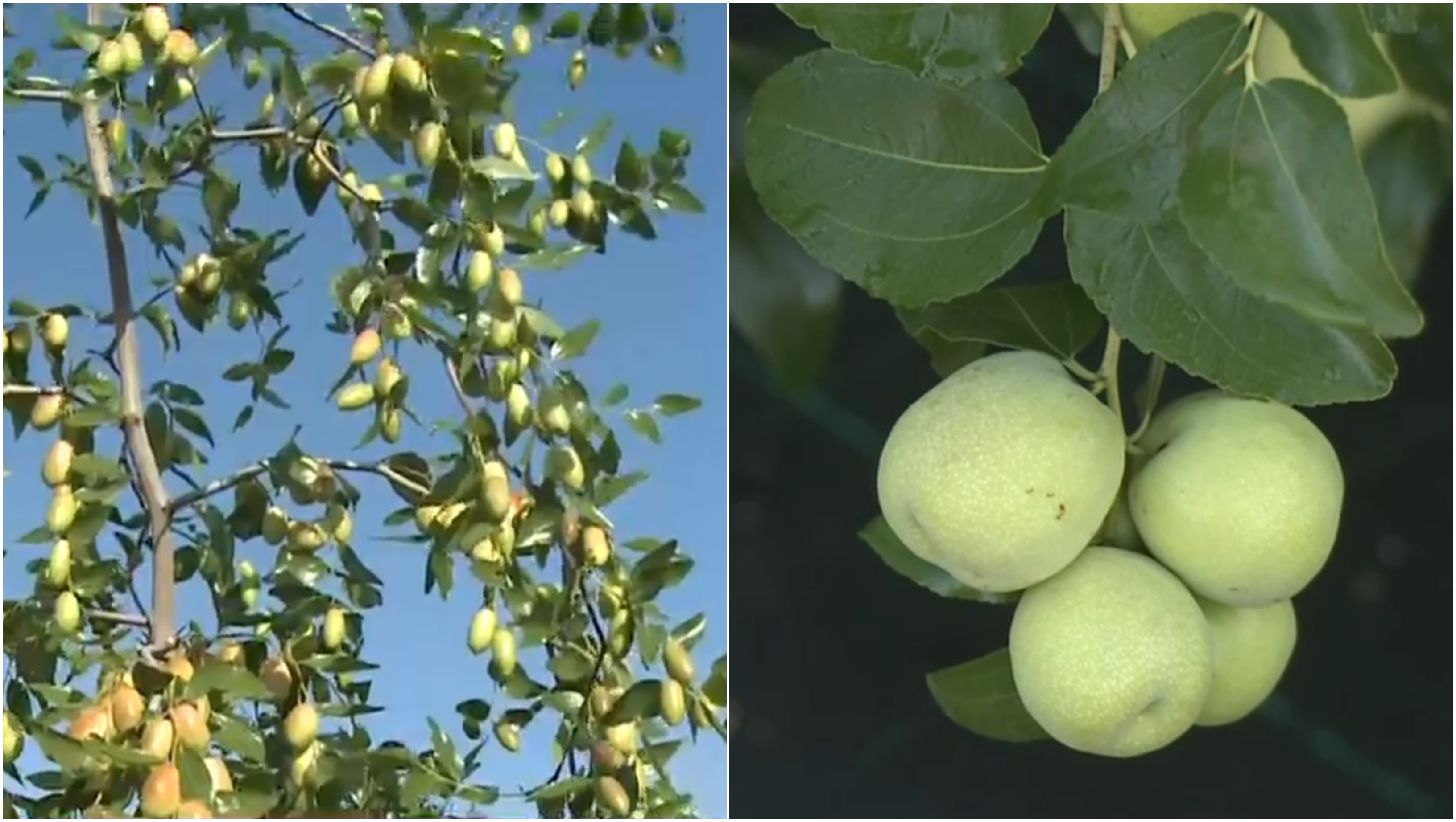 Curmalul chinezesc prinde rădăcini în România. Producție record la Dăbuleni. Agricultor: „Am auzit că se face și rachiu din el”