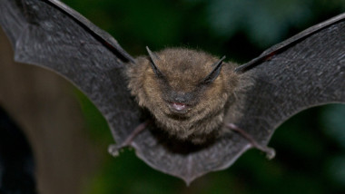 Common pipistrelle bat (Pipistrellus pipistrellus) Pipistrelles are the smallest and commonest bat in the UK.