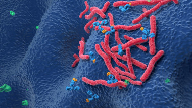 helicobacter pylori (H. pylori)