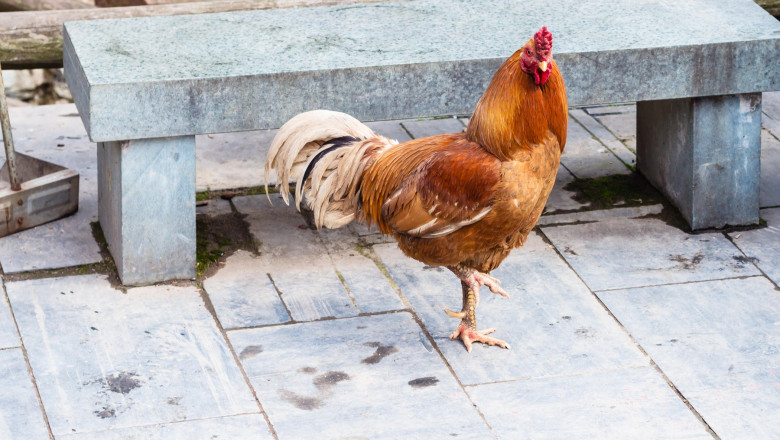 travel to China - Red hen on street in Chengyang village of Sanjiang Dong Autonomous County in spring season