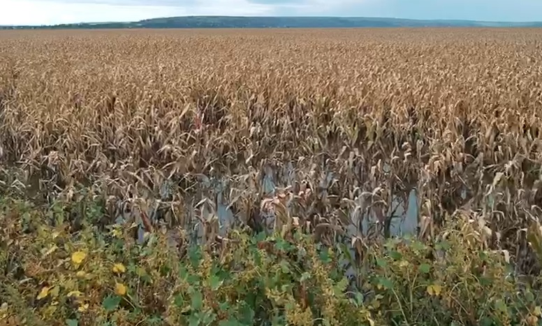 „E jale! Apă cât vezi cu ochii!”. Mii de hectare agricole din Galați băltesc după inundații. Agricultorii își strigă disperarea