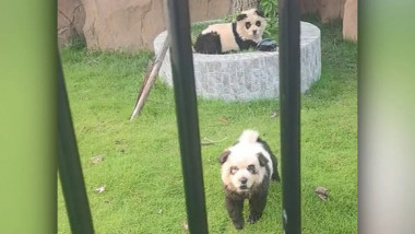 caini chow chow vopsiti in panda foto captura video douyin