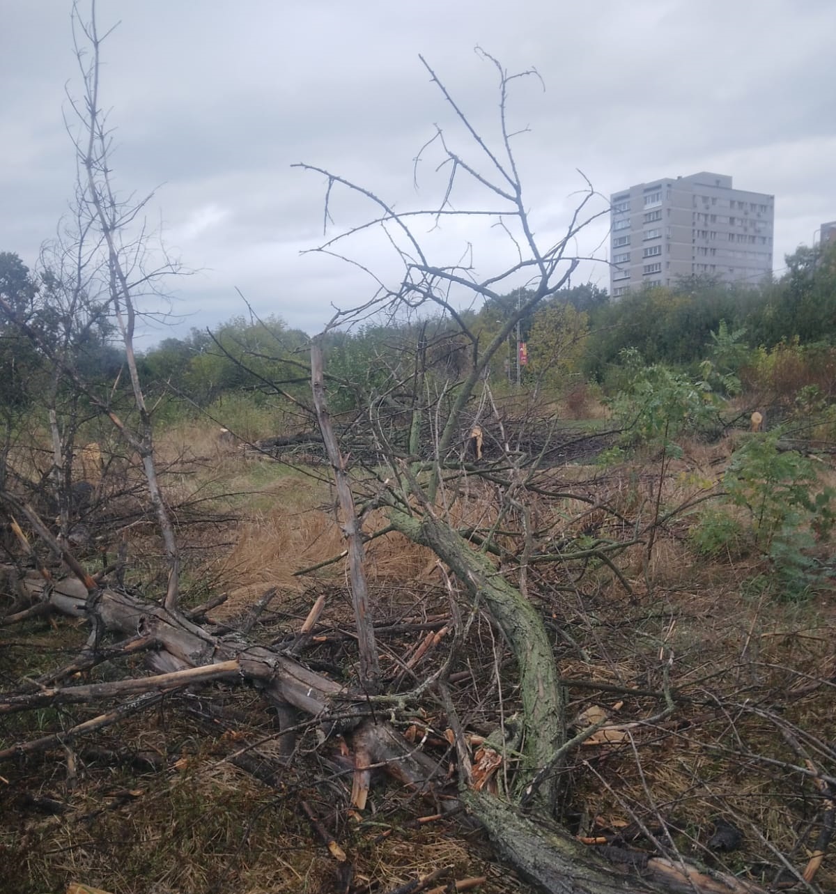 Doi bărbaţi din Bucureşti sunt cercetaţi după ce ar fi defrişat ilegal 50 de arbori uscaţi din zona retrocedată a Parcului IOR